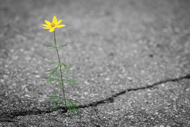 Flower growing out of concrete